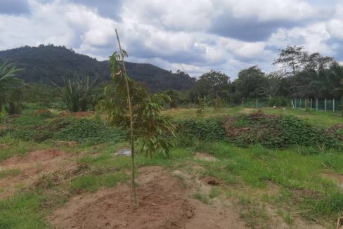 Durian Orchard Broga Semenyih