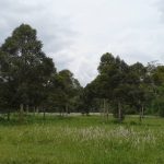 Kebun Durian Broga Semenyih