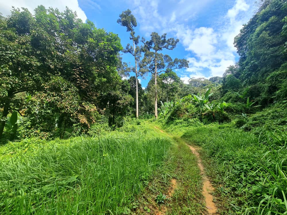Tanah Kemensah Ulu Kelang