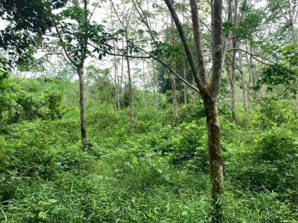 Tanah Getah Kuala Pilah
