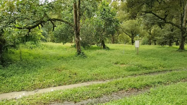 Tanah Dusun Mantin Seremban