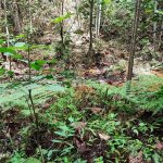 Tanah Batang Kali Kuala Kubu Baru