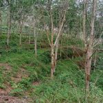 Tanah Legong Ilir Rembau