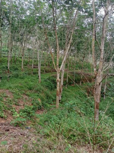 Tanah Legong Ilir Rembau