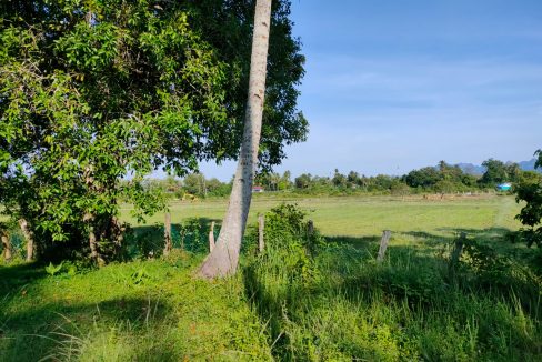 Tanah bendang Kedawang Langkawi