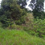 Tanah Sungkak Ulu Muar Kuala Pilah