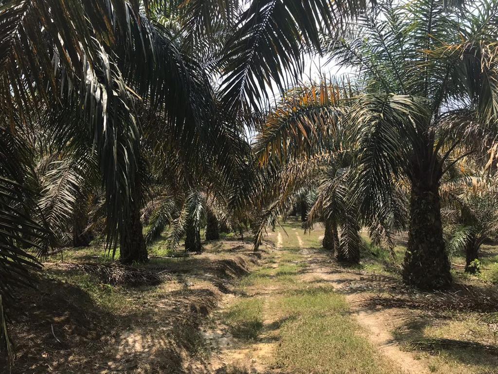 Tanah Hulu Ijok Selama Perak