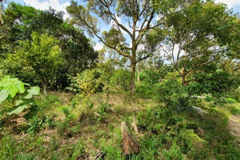 Dusun durian Seremban