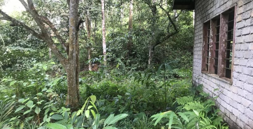 Tanah Dusun Bukit Kapal Padang Terap