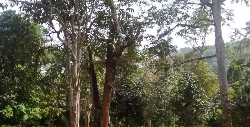 Tanah Dusun Malau Kubang Pasu