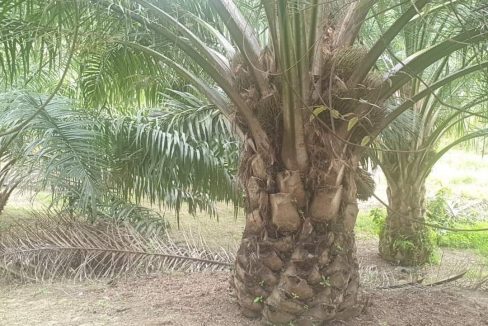 Tanah Binjul Tawar Baling