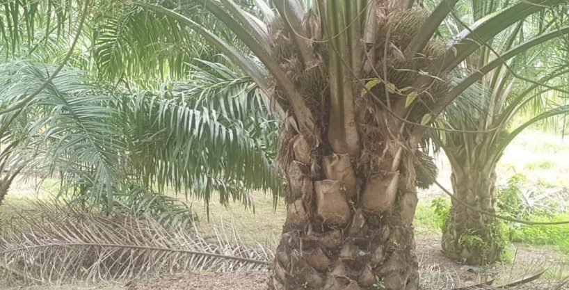 Tanah Binjul Tawar Baling