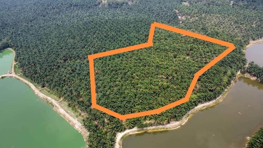 Tanah sawit Batu Gajah Perak