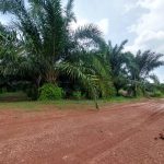 Parit Mahang Ijok Kuala Selangor