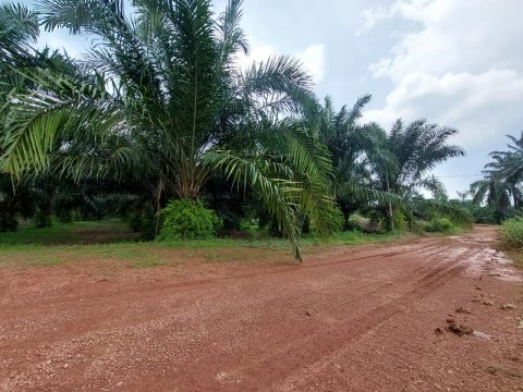 Parit Mahang Kuala Selangor