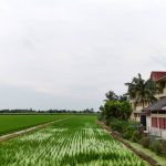 Tanah Pertanian Tanjung Karang
