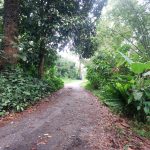 Agricultural Land Kampung Ulu Kalong Ulu Yam