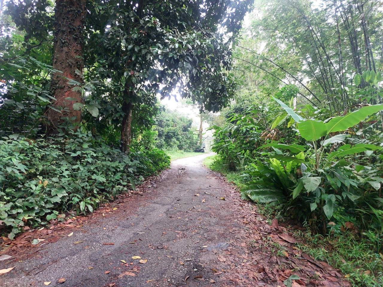 Agricultural Land Kampung Ulu Kalong Ulu Yam