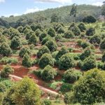 land Kuala Kangsar Perak