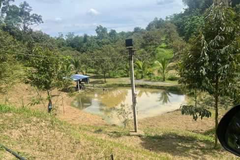 Dusun Durian Orchard Batang Kali Selangor