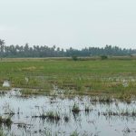 Permatang Ringan Kuala Muda Kedah