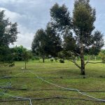 Pulau Pisang Tunjang Jitra Kedah land