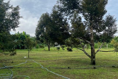 Pulau Pisang Tunjang Jitra Kedah land