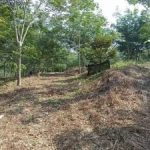 Tanah kebun Kampung Geylang Pertang Jelebu Negeri Sembilan