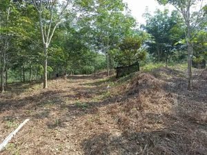 Tanah kebun Kampung Geylang Pertang Jelebu Negeri Sembilan