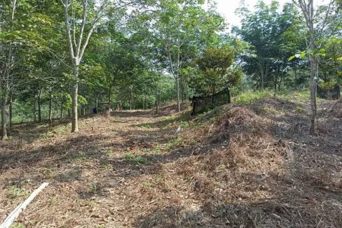 Tanah kebun Kampung Geylang Pertang Jelebu Negeri Sembilan